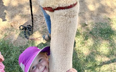 Experience the Joy of Alpaca Tours at Fisher Family Farm