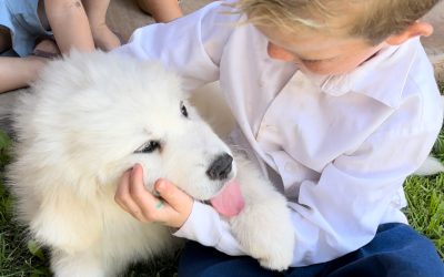 Meet Our New Guardian: Why Our Great Pyrenees is Perfect for Fisher Family Farm