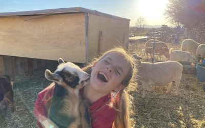 Introducing Baby Animal Days at The Farm