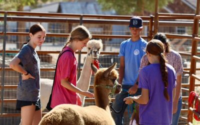 The Heart of the Farm: Celebrating Our Incredible Volunteers