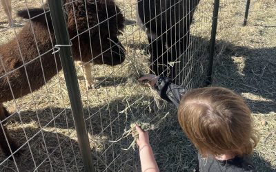 Discover the Magic of The Farm: Fun, Animals, and Family Adventures!