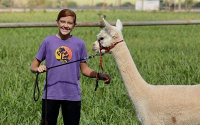 Meet the Adorable Alpacas of The Farm!