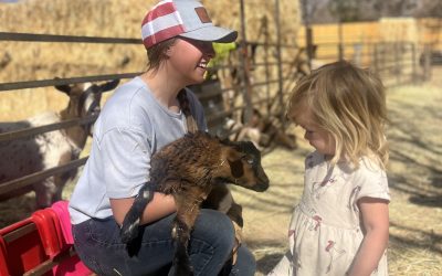 Petting Zoo 101: Safety and Fun at The Farm