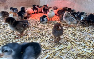 Exciting News from The Farm: Our Adorable Baby Animals Are Now for Sale!