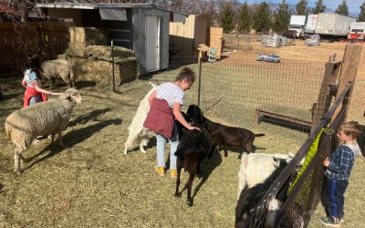 🎉 Feed the Animals for FREE with a Simple Social Share! 🐾