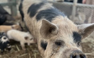 From Our Barn to Your Hearts: A Thank You to Our Wonderful Farm Visitors