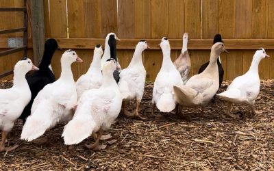 Feathered Frenzy: Our Biggest Chicken & Duck Sale Yet!