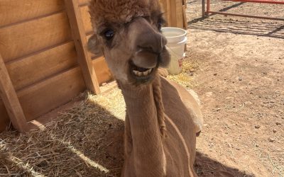 Alpaca My Bags: A Guide to the Perfect Farm Visit