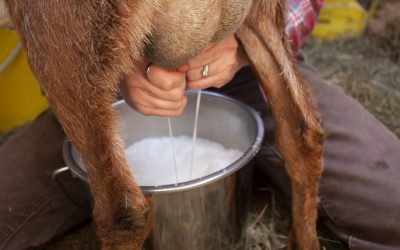 Fresh from the Farm: The Wonderful Benefits of Goat Milk