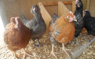 What the Chickens Are REALLY Clucking About