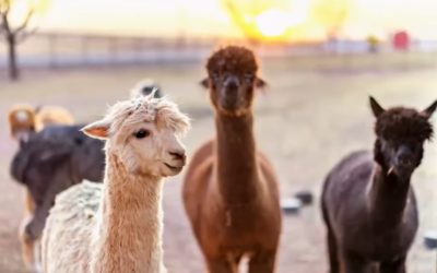 🌅 Breakfast with the Barnyard For The Animals: Morning Rituals That Moo-ve You